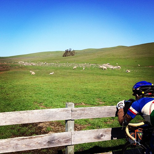 Baaaa with juliayn on the sfr two rock/valley ford 200k. #bike #randonneur #sheep #northencalihaslotsofsheepandcows