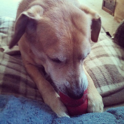 Saturday morning #peanutbutter #kong #dogstagram #adoptdontshop =love