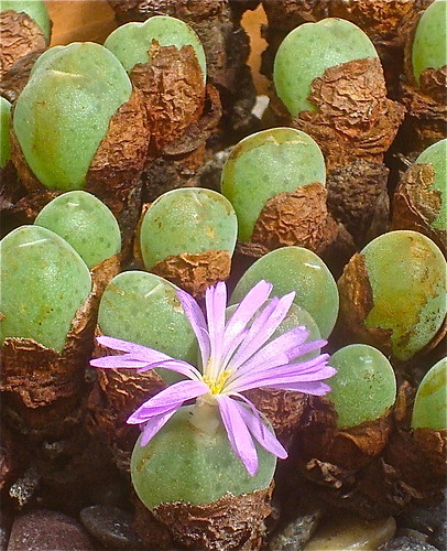 Conophytum velutinum by cactusjohn