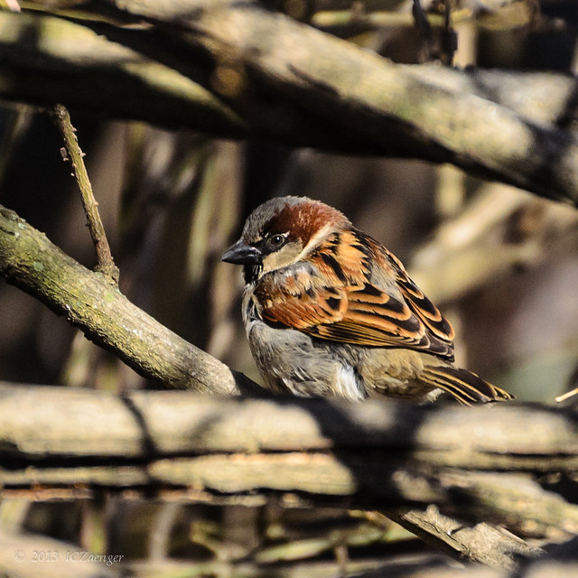 Late March Sparrow