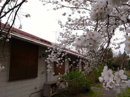 阿佐ヶ谷住宅 '13春/Asagaya Terraced House
