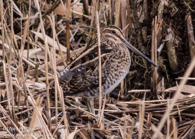 snipe photographed at 1700mm equivalent (slight crop on that too!) on pentax q