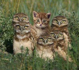 cat owls