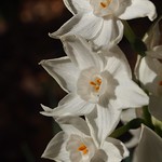 Paperwhites (Narcissus papyraceus) - 4