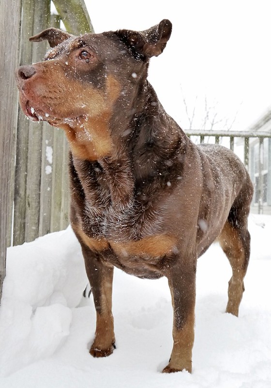 snowy-dog-Ginger