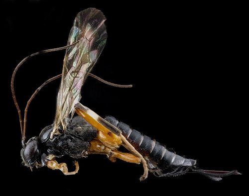Ichneumonid Wasp, F, side, New York, Suffolk County_2013-02-08-16.41.55 ZS PMax