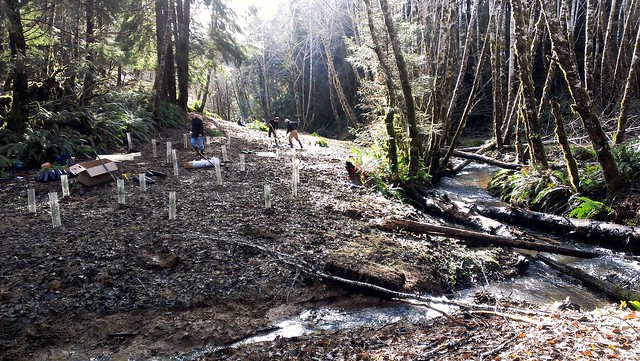 Mabel Creek Restoration