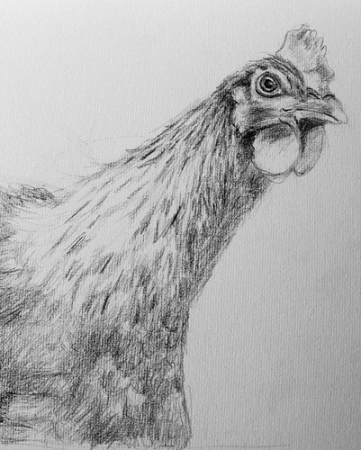 Drawing of a chicken (unfinished)