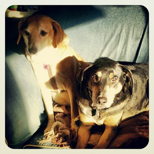 Hooey hounds in the morning sun spot #dogstagram #morning #hounds #adoptdontshop #rescue #sun