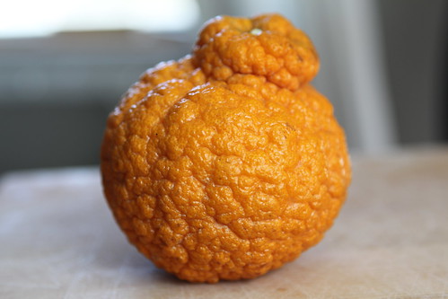 Sumo Tangerine