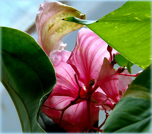 Exotic Beauty / Happy Quinta Flower for you !