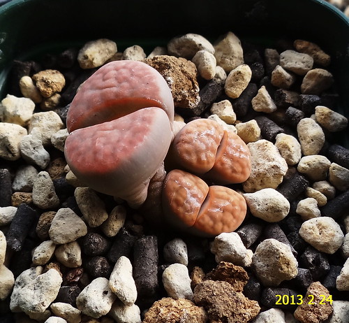 Lithops which began to walk ^^ ...② by masaco2012