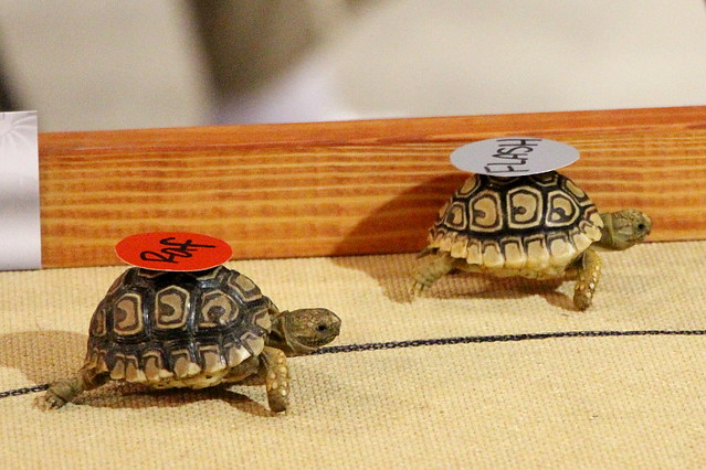 Baby Tortoise Races