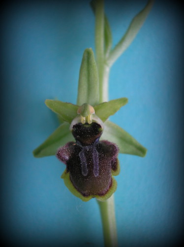 Ophrys sph. 010610 1