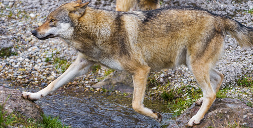 Wolf walking over the river by Tambako the Jaguar