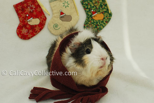 Guinea pig Poof waits by her Santa Cavy Christmas stocking