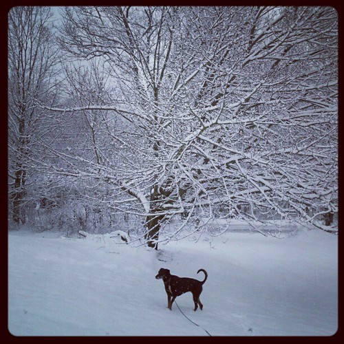 It's snowing! #dogstagram #newengland #winter #snow #trees #dobermanmix #adoptdontshop #rescue