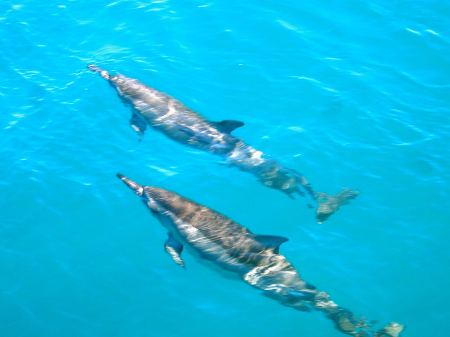 dolphins at napali coast on kauai