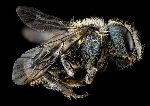 Osmia sandersoneae, F, side, Tennessee, Blount County_2013-02-01-15.46.51 ZS PMax