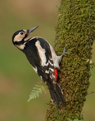 Birds of Britain: Female and juvenile plumages