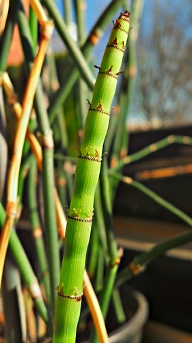 02-13-2013 Equisetum by pdecell