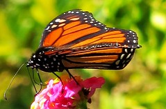 La  mariposa monarca (Danaus plexippus)