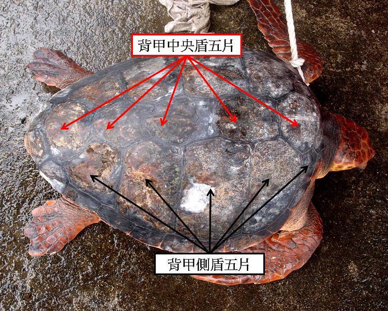赤蠵龜背甲盾片