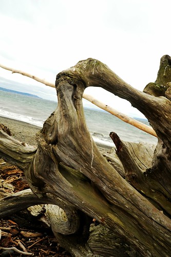 See through driftwood, beach, Puget Sound, waves, overcast sky, Seattle, Washington, USA by Wonderlane