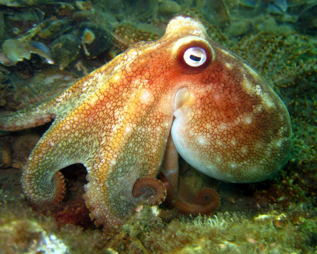 Pale Octopus