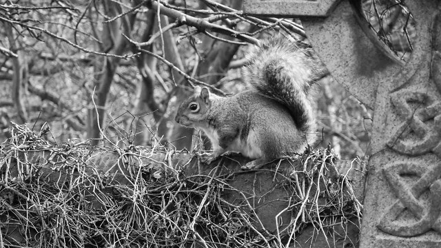 a short chat with a squirrel 01