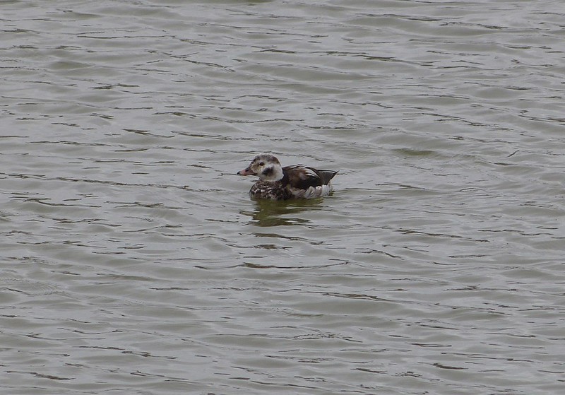 29131 - Long-tailed Duck, Burry Port
