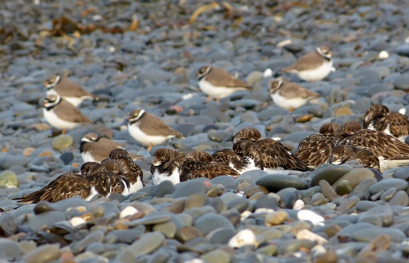 29171 - Turnstones and Ringed Plovers, Aberystwyth