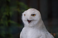 Schneeeule - Snowy Owl