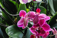 Orchids At Kew 2013