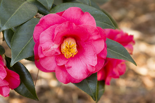 Camelia Japonica 'Lady Mary Cromartie' by bahayla
