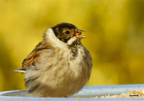 Reed bunting with the drop handle moustache. by sarniebill1