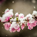 peach blossom in snow