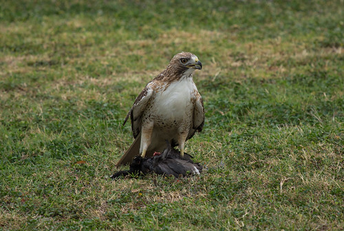 Red-tailed Hawk with prey, an American Coot