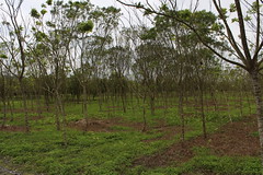 20萬公頃公私有林會隨著林業司保留在農委會嗎？