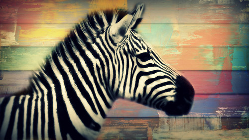 Colorful Zebra by Leonardo Carneiro de Almeida