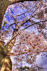 Sakura 2013 