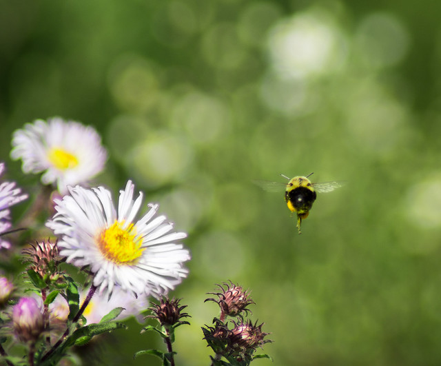 Bumble, Bee, Flowers, Bokeh, Honey Bee, Bumble Bee, Flight