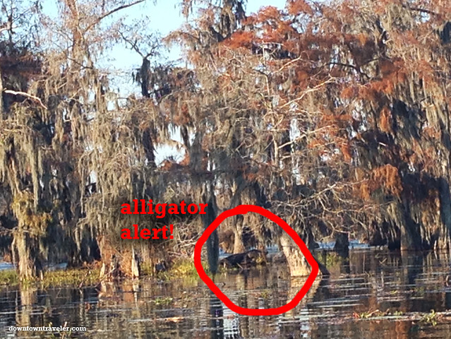 Cajun Country Alligator Swamp Tour 1