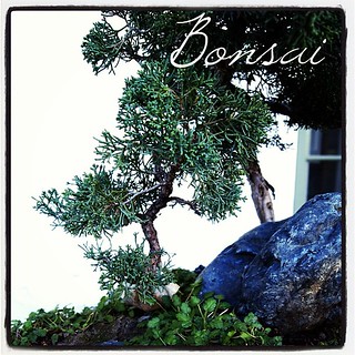Garden Alphabet: Bonsai