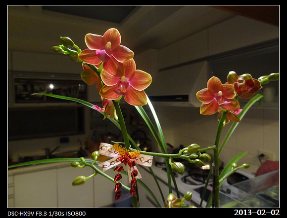 20130202_Flowers