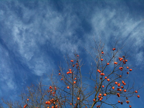 persimmons on blue