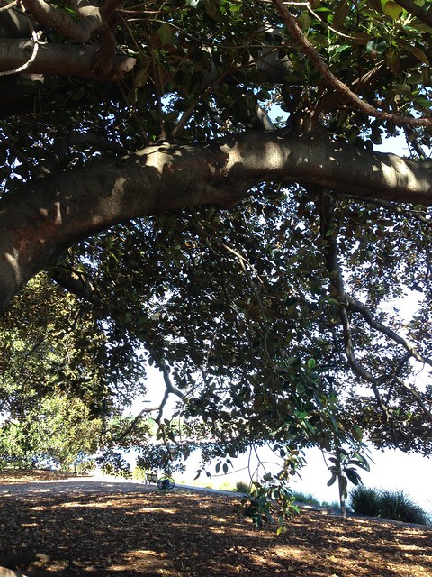 The Moreton Bay Fig Tree that supplies my fruit.