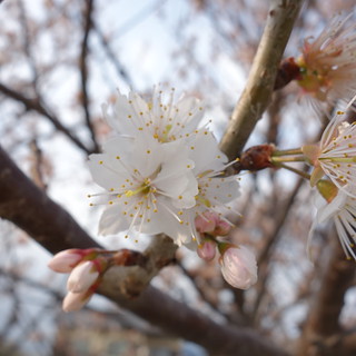 桜。
