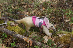Pua in the woods