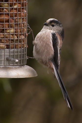 Long-tailed Tit 1